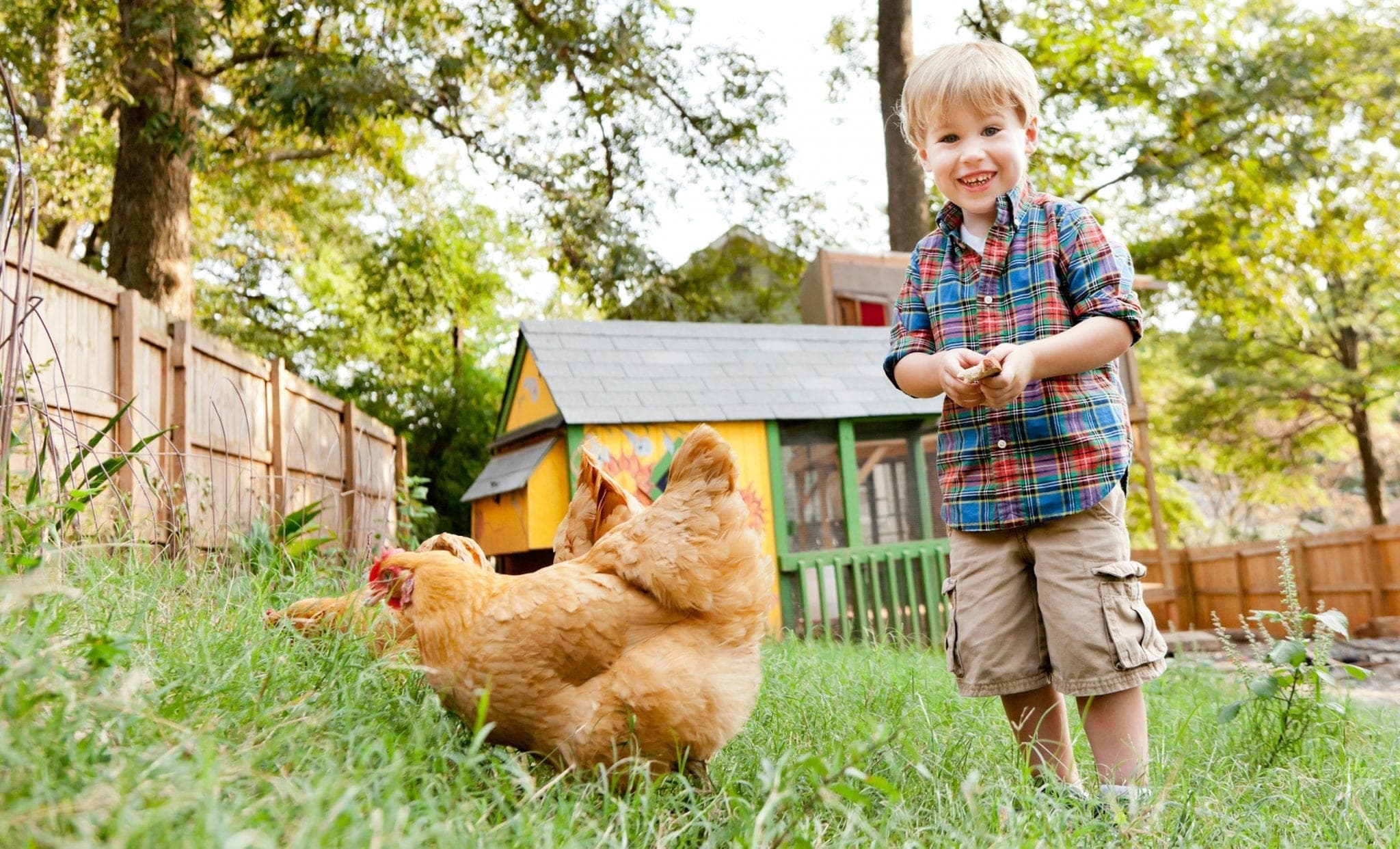 Complete Guide on Raising Backyard Chicken | Poultry Farming