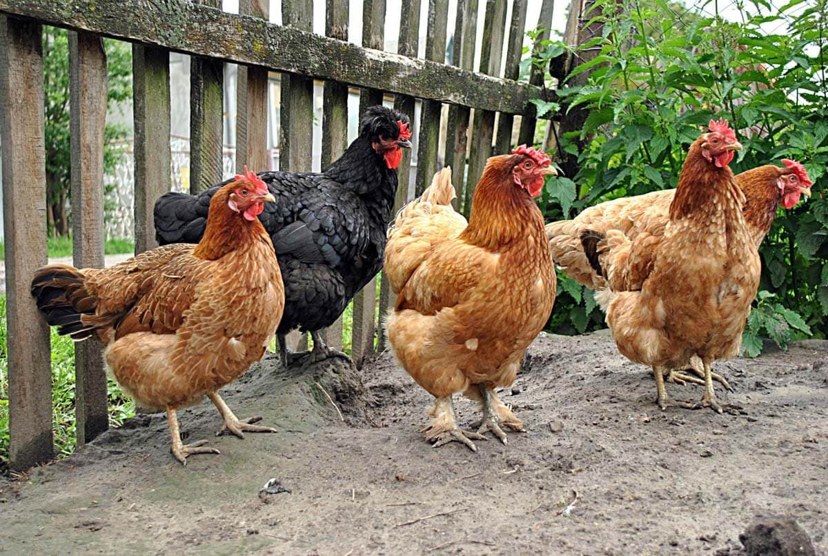 Poultry Diseases : Ultimate Guide