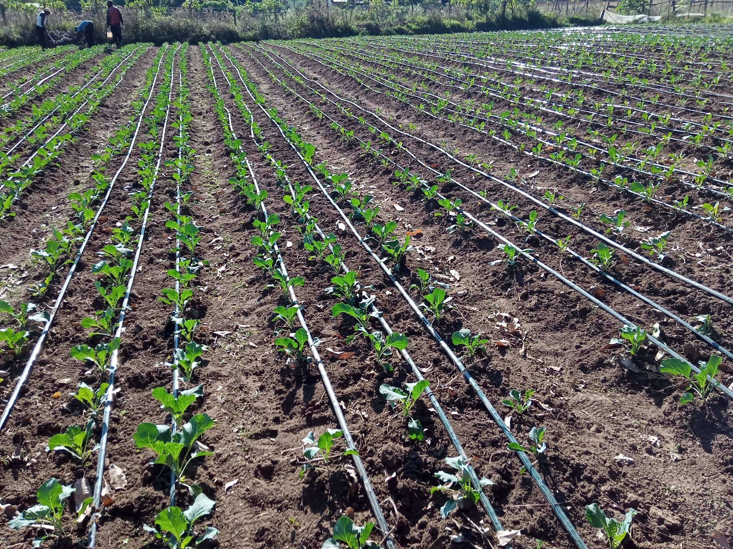 Drip irrigation