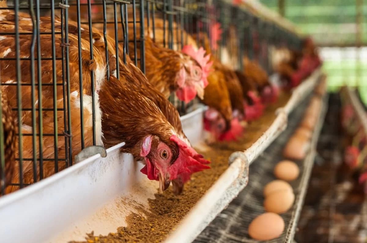 Complete Guide on Raising Layers | Poultry Farming