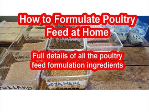 Complete Backyard Chicken Feed Formulation Guide: Ingredients, Minerals, and Additives