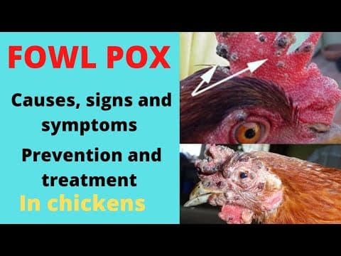 Fowlpox in Chickens: Causes, Signs, Prevention & Practical Care