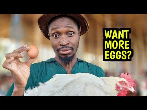 Why Your Chickens Stopped Laying Eggs: Causes and Proven Fixes