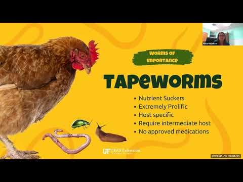 Internal Parasites in Backyard Chickens: Identify, Treat & Prevent the Right Way