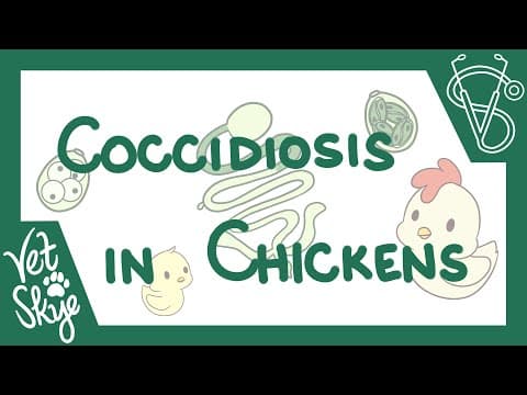 Understanding Coccidiosis in Chickens: Symptoms, Lifecycle, and Control