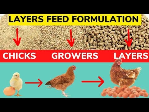 Layer Chicken Feed Formulation Guide: From Chick to Laying Stage