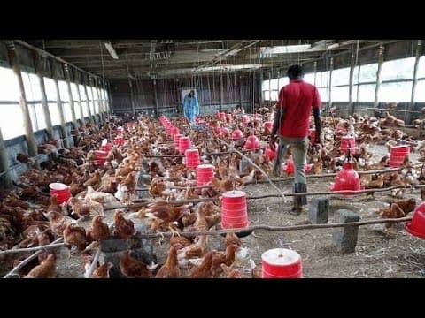 Cost-Benefit Analysis for Layer Chickens: A Beginner-Friendly Breakdown for 100 Birds