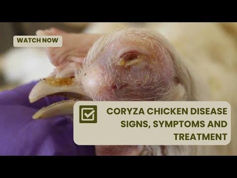 Infectious Coryza (Corza) in Chickens: Fast Facts, Signs & Smart Control