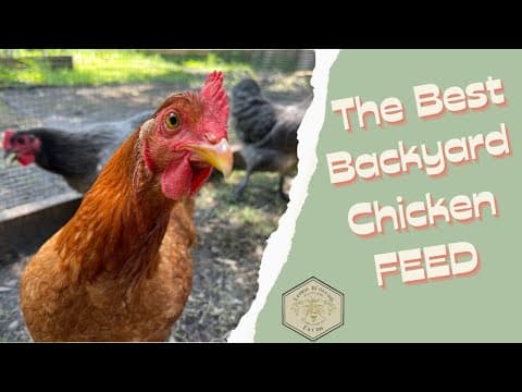 Backyard Chicken Feeding & Care Guide: Feed, Supplements, and Essential Coop Equipment