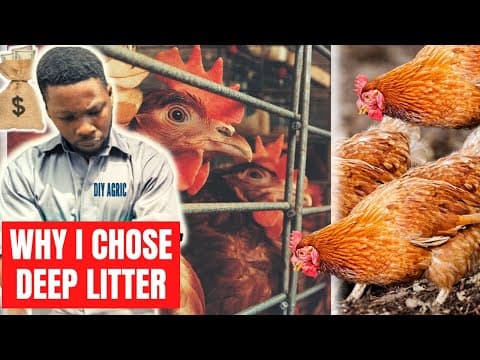 Battery Cage vs Deep Litter: Which Layer System Is Best for Your Poultry Farm?