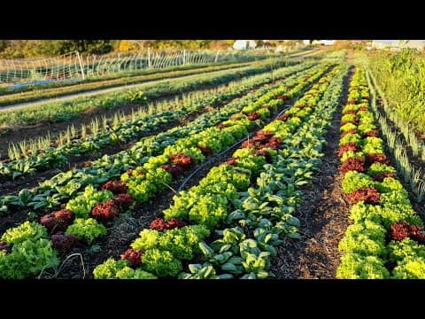 Interplanting vs. Companion Planting: A Strategic Guide for Gardeners