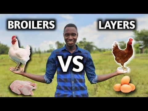 Broilers vs Layers: Which Poultry Farming Option Is Better for You?