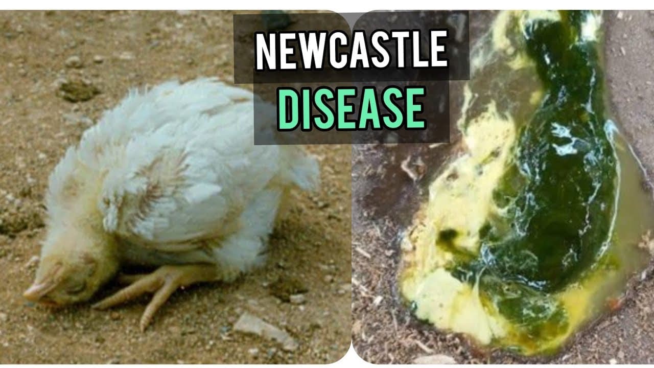 Newcastle Disease in Poultry: Recognise It, Block It, Beat It