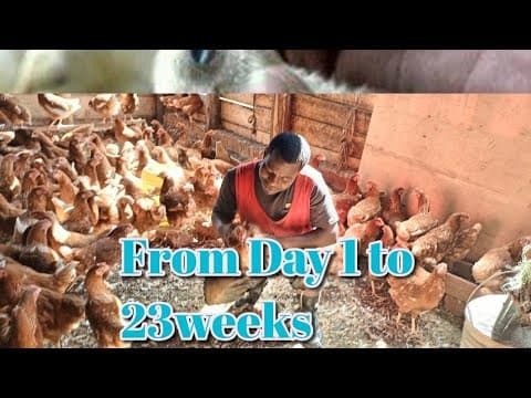 Layer Chicken Farming Guide: Brooding to Egg Production