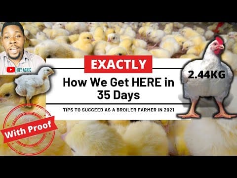 Step-by-Step Guide: Maximize Broiler Weight and Growth