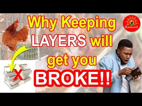 Is Layer Chicken Farming Profitable? Breaking Down the Real Costs and Profits