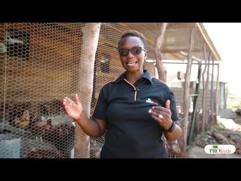 How to Raise Productive Layer Chickens: Housing, Feeding, and Management Tips