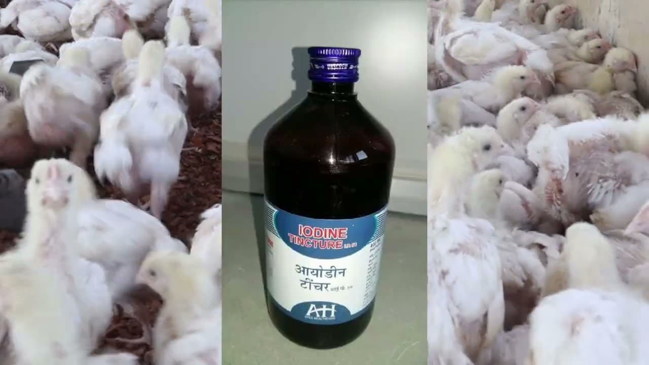 Practical Management of Gumboro Disease in Poultry