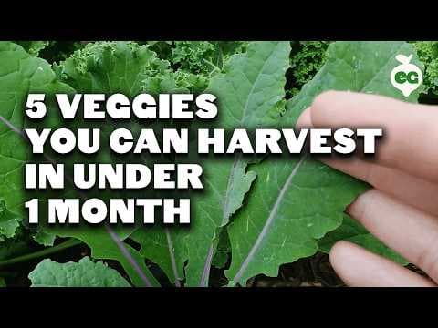 First-Time Gardener? Grow These 5 Crops You Can Harvest in 30 Days or Less
