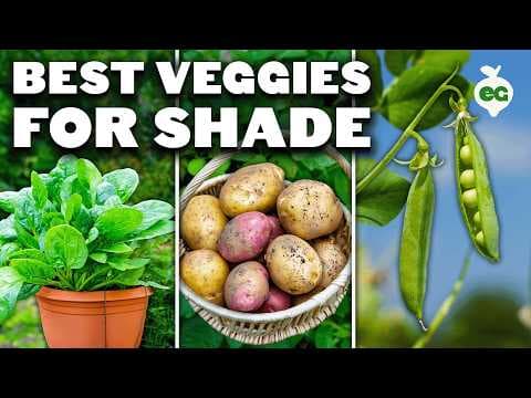 12 Vegetables & Herbs That Thrive in Shade (Plus 6 Pro Tips)