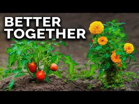 Companion Planting 101: The Best Friends for Your Top 10 Veggies