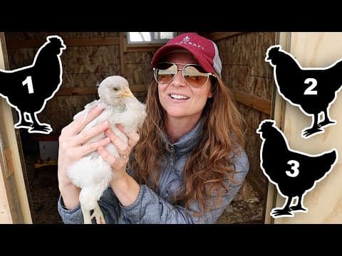 The Best Chicken Breeds for Your Backyard Flock