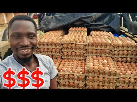 Starting a 1,000 Layer Chicken Farm: Full Cost Breakdown and Setup Guide