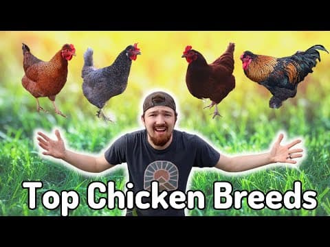Top 3 Chicken Breeds for Your Backyard Flock