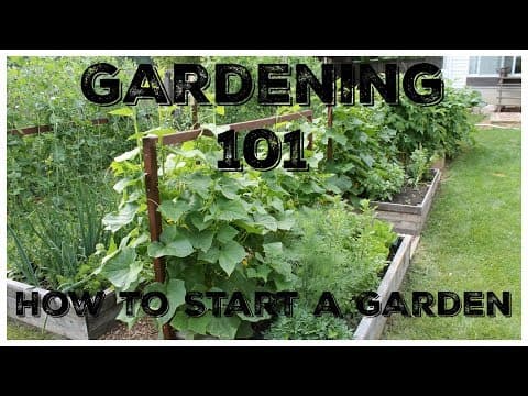 How to Start a Vegetable Garden: Your Complete Beginner's Guide