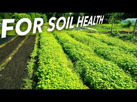 Cover Cropping on a Small Scale: When and How to Do It (And When Not To)