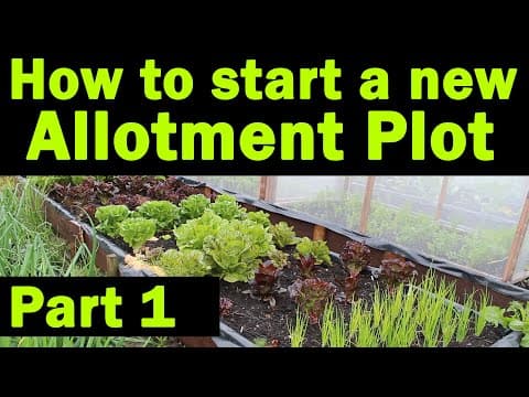 The Complete Beginner’s Guide to Starting an Allotment (Step-by-Step from Overgrown Plot to First Harvest)